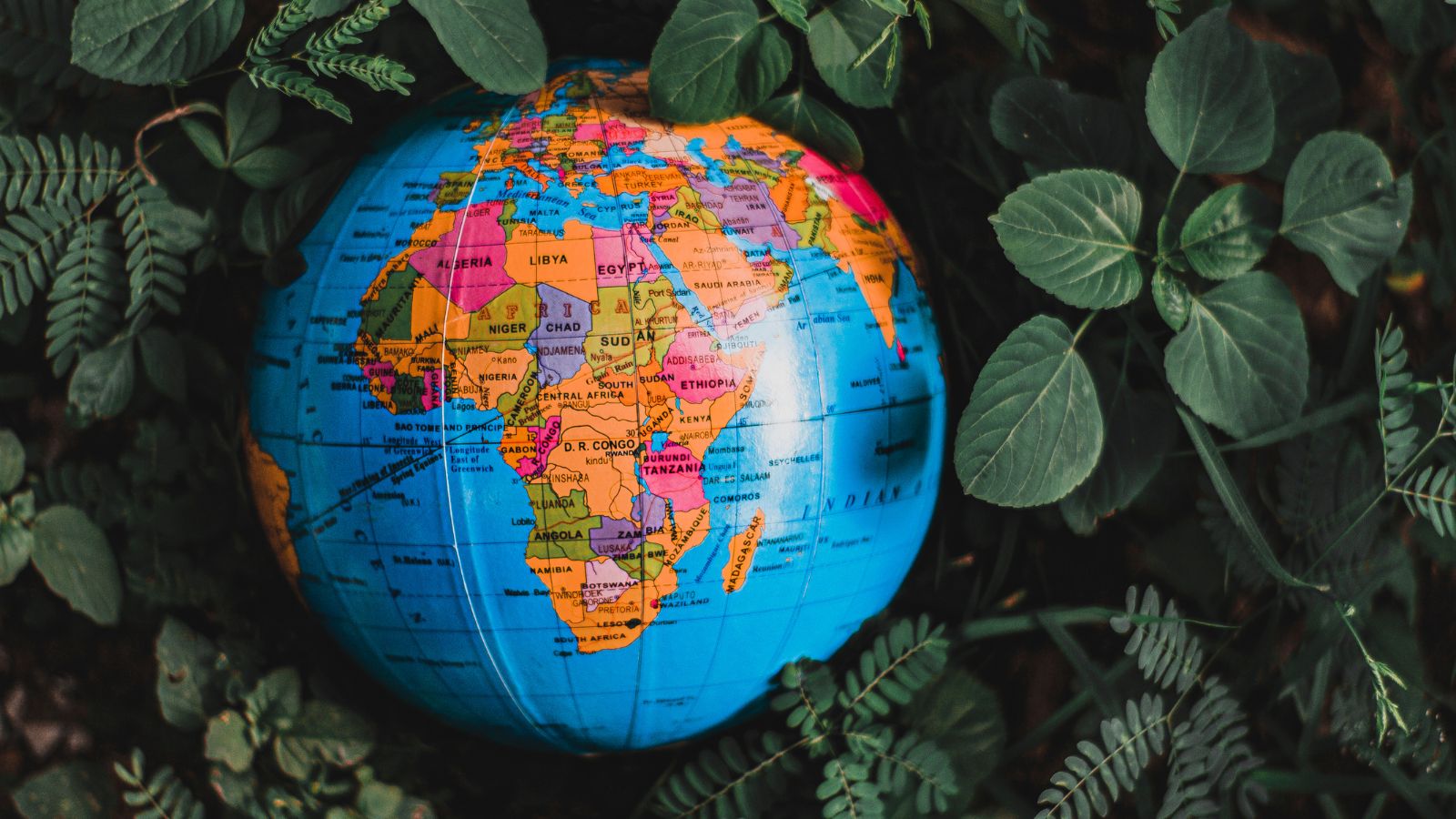 From Local Roots to Global Impact: CEIS and ISEO’s International Journey